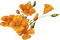 flower-orange