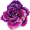 watercolor purple cabbage Bb2 - ingyenes png animált GIF