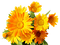 Желтые цветы - zadarmo png animovaný GIF