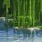 bamboo,tree,water