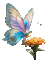 Mariposa en flor - Gratis geanimeerde GIF geanimeerde GIF
