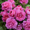 Rena pink Rosenhintergrund Roses Background - darmowe png animowany gif