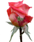 ruusu, rose, kukka, flower, fleur - zdarma png animovaný GIF