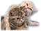Kaz_Creations Animals Cats Cat Kitten - безплатен png анимиран GIF