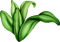 plant - GIF animé gratuit
