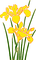 yellow iris Bb2 - ingyenes png animált GIF