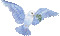 bird - 免费动画 GIF 动画 GIF
