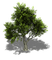 tree - png gratis GIF animado