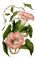 kikkapink deco vintage pink green flowers - Free PNG Animated GIF
