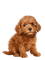 Dog-RM - PNG gratuit GIF animé