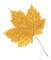 Autumn leaf - PNG gratuit GIF animé