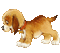 MMarcia gif cãozinho chien dog mignon - GIF animado grátis Gif Animado