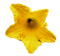 Blüte - kostenlos png Animiertes GIF