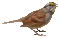 bird - Darmowy animowany GIF animowany gif