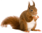ecureuil - png gratuito GIF animata