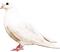 soave deco bird dove white pink - PNG gratuit GIF animé