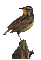 Whistlin Bird* 999999999 mil - Zdarma animovaný GIF animovaný GIF