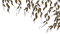 patouche69000 - Free PNG Animated GIF