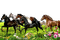 Chevaux - 免费PNG 动画 GIF