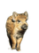 charmille _ animaux _ sauvages - png grátis Gif Animado