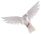 white dove pigeon🕊🕊