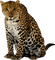 leopard bp - ingyenes png animált GIF