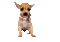 pies... - Animovaný GIF zadarmo animovaný GIF