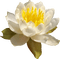 Lotus - kostenlos png Animiertes GIF