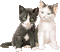 cats - Kostenlose animierte GIFs Animiertes GIF