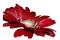 Kaz_Creations Red Flower - PNG gratuit GIF animé