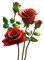 Rosas rojas - png grátis Gif Animado