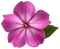 Kaz_Creations Flowers Deco Flower Colours - bezmaksas png animēts GIF