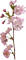 Mandelblüte - gratis png animeret GIF