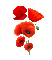 Fleur rouge coquelicot-flower - GIF animé gratuit GIF animé