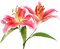 lilies by nataliplus - ilmainen png animoitu GIF