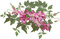kukka, fleur, flower - бесплатно png анимированный гифка