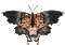 butterfly butterflies bp - Darmowy animowany GIF animowany gif