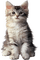 gala animals cat - png gratis GIF animado