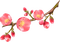 flowers blossom - bezmaksas png animēts GIF