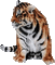 tigre HD - Bezmaksas animēts GIF animēts GIF