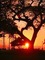árbol corazón - Free PNG Animated GIF