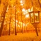 Gold Forest with Lantern - gratis png geanimeerde GIF