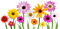 Kaz_Creations Deco Flowers Flower Colours - png grátis Gif Animado
