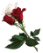 Flowers red rose bp - png gratis GIF animado
