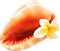 Kaz_Creations Deco Shells Shell - png gratis GIF animado
