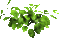 Ramas Verdes - Free animated GIF Animated GIF