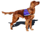 Kaz_Creations Dogs Dog Pup 🐶 - besplatni png animirani GIF