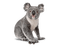 Australia animals koala bp - PNG gratuit GIF animé