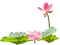 Lotus - PNG gratuit GIF animé