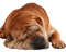 gala animals dog - 免费PNG 动画 GIF
